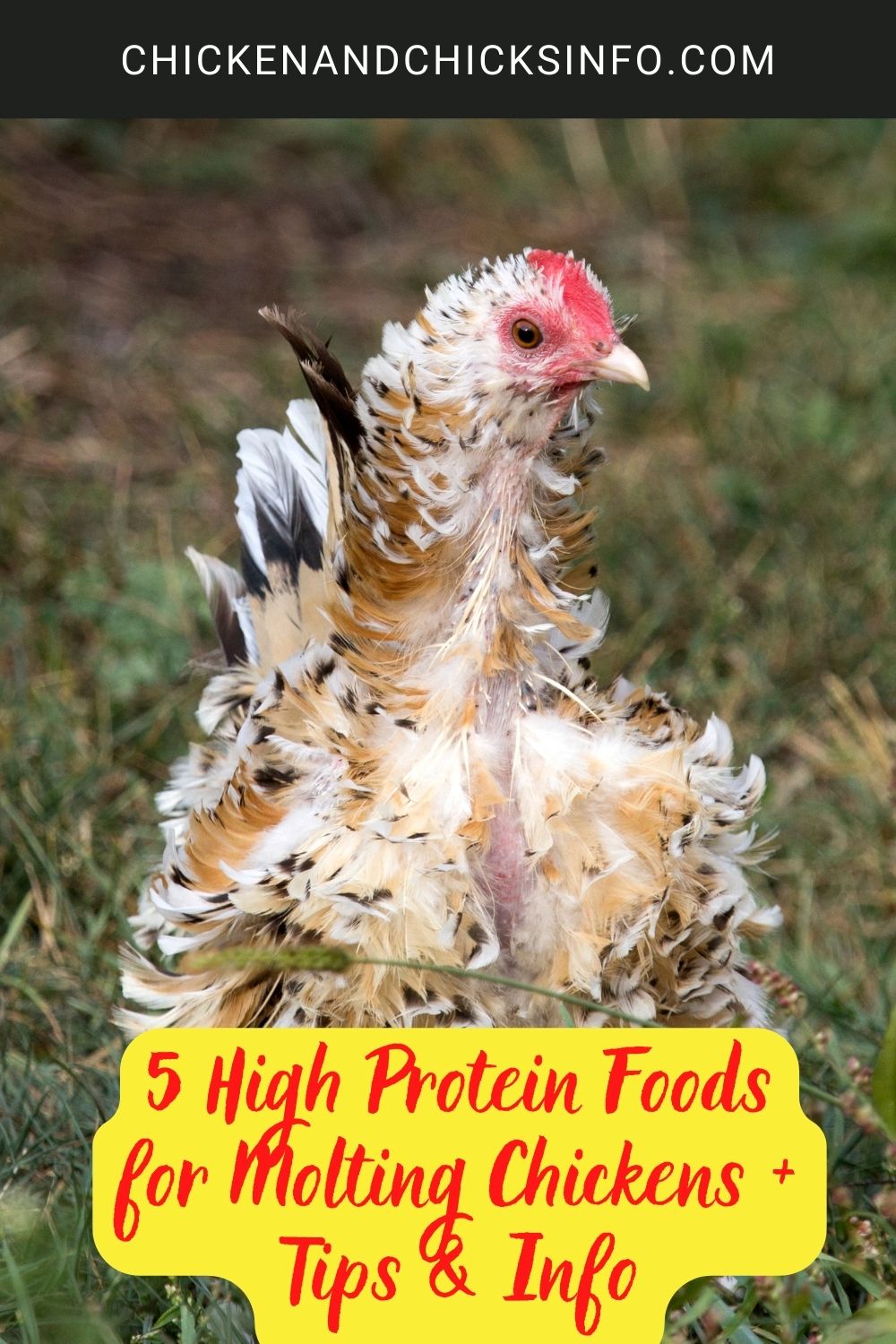 5 High Protein Foods for Molting Chickens + Tips & Info poster.
