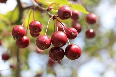 Are Crab Apples Healthy For Chickens