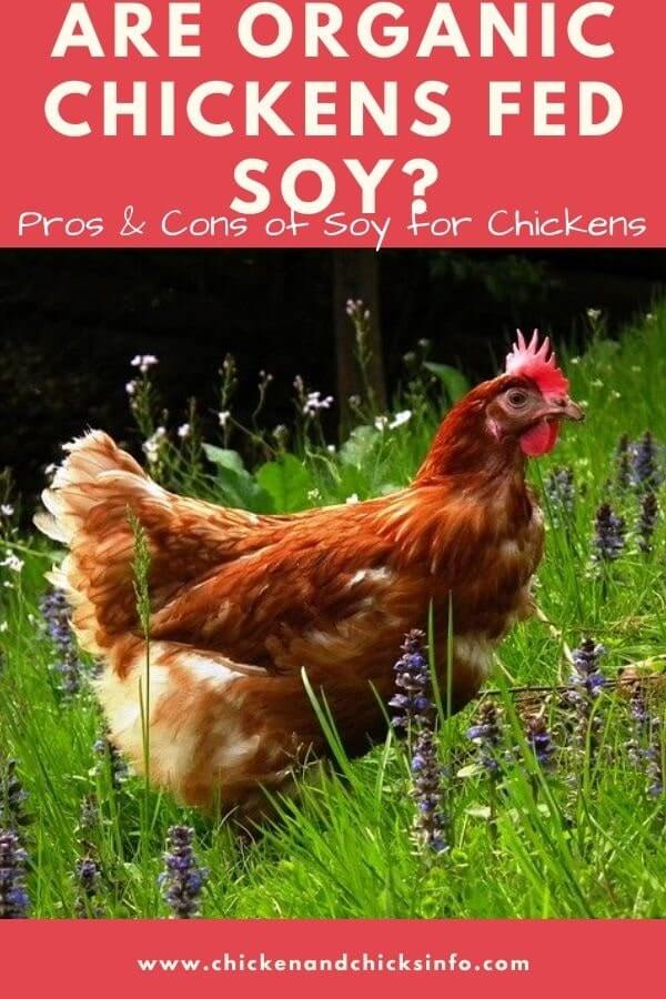 Are Organic Chickens Fed Soy