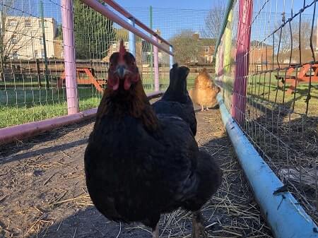 Black Star Chicken Temperament And Personality