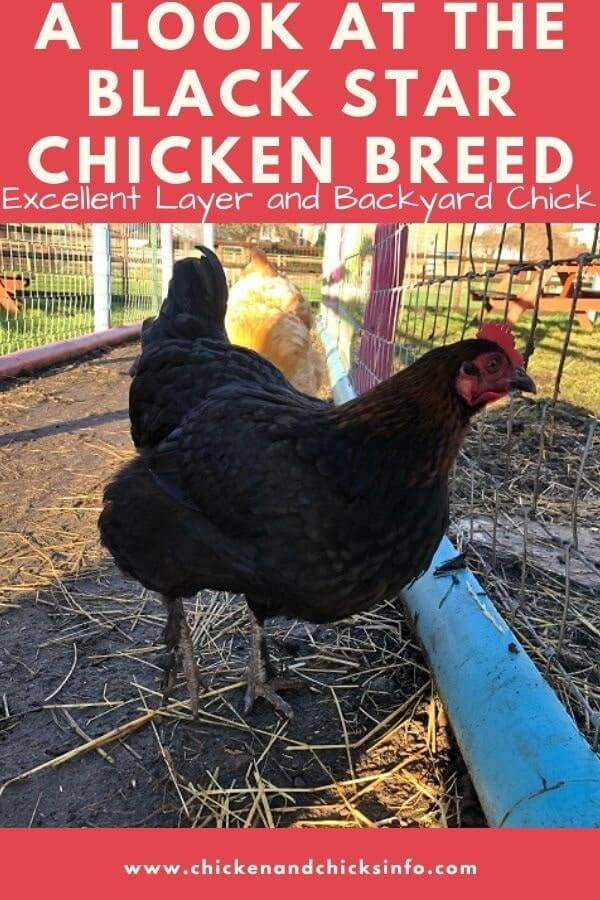 Black Star Chickens A Look at This Backyard Homestead Breed