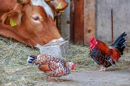 Can Chickens Digest Milk