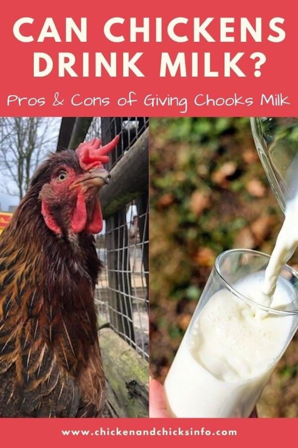 Can Chickens Drink Milk