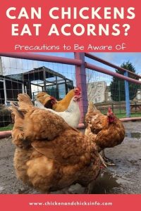 How Do Chickens Clean Themselves? | Dust Baths Explained - Chicken ...