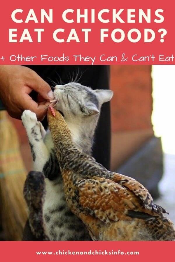 Can Chickens Eat Cat Food? (A High Protein Food) Chicken & Chicks Info