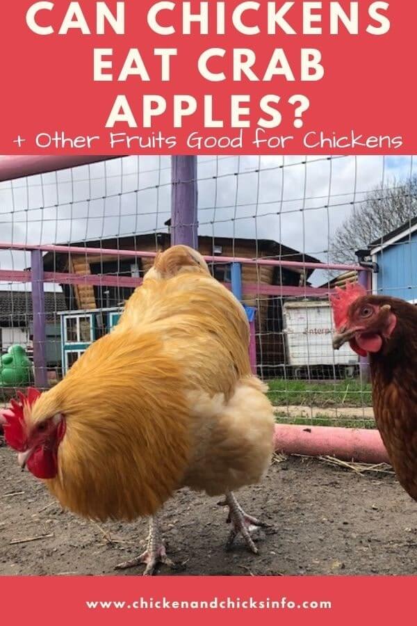 Can Chickens Eat Crab Apples? (Safety Tips) Chicken & Chicks Info