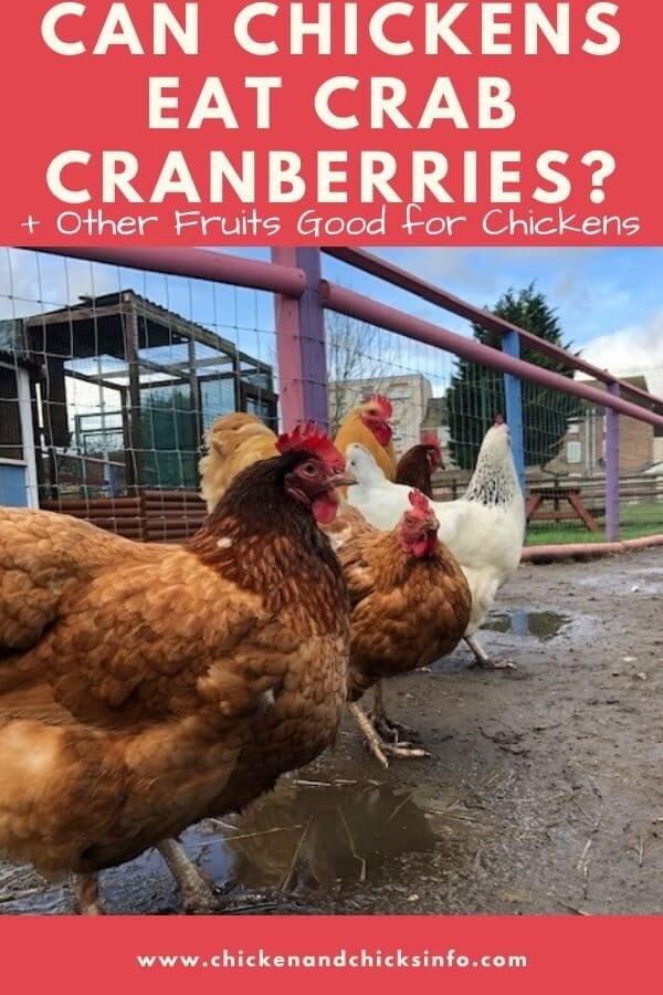 Can Chickens Eat Cranberries