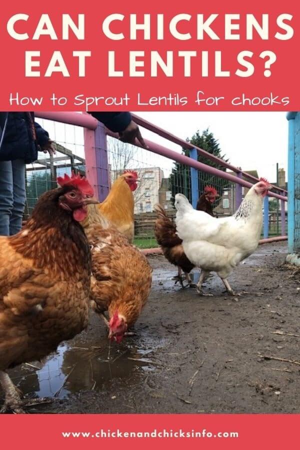 Can Chickens Eat Lentils