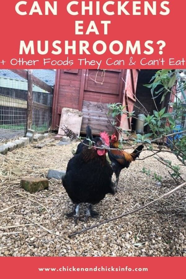 Can Chickens Eat Mushrooms