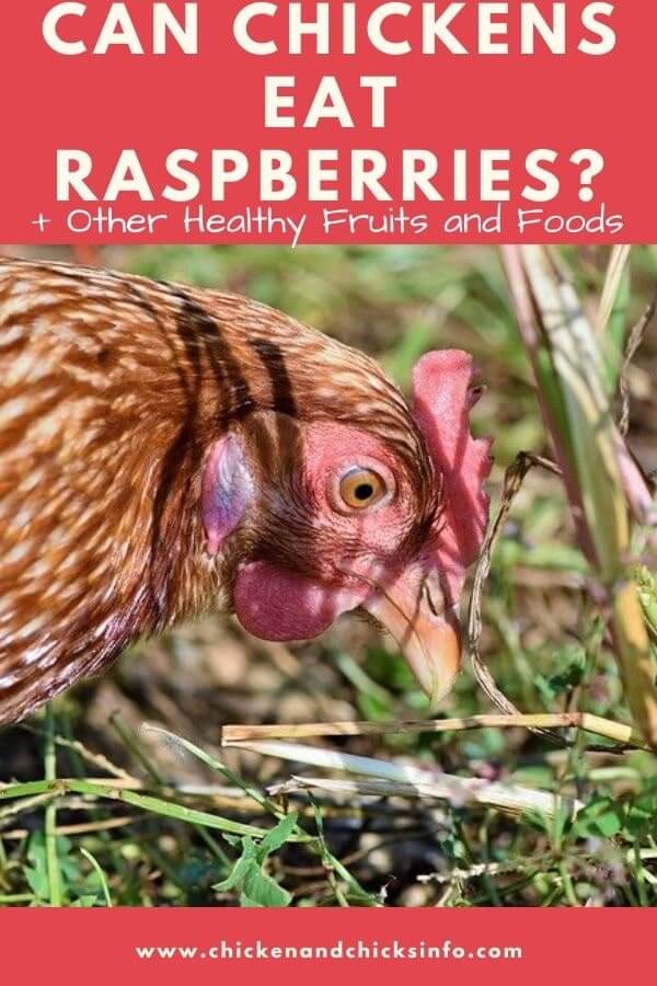 Can Chickens Eat Raspberries