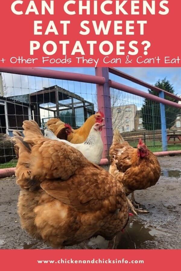 Can Chickens Eat Sweet Potatoes