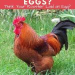 Can Male Chickens Lay Eggs