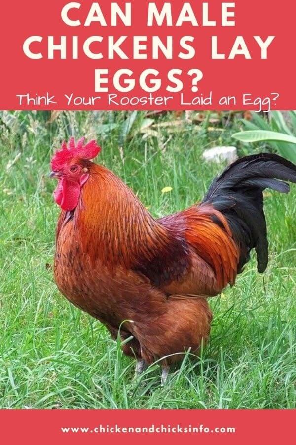 Can Male Chickens Lay Eggs? (No, But...) - Chicken ...