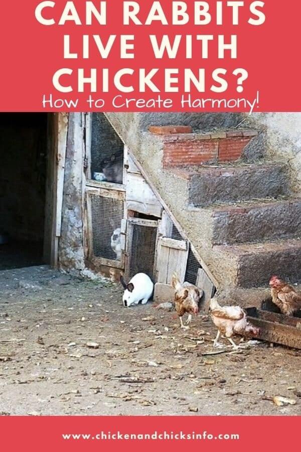 Can Rabbits Live With Chickens? (Yes, Here's How) Chicken & Chicks Info