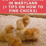 Chicken Hatchery Maryland