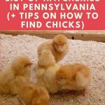Chicken Hatchery Pennsylvania
