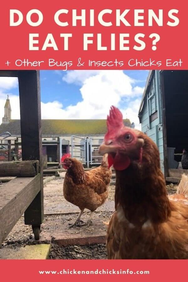 Do Chickens Eat Flies