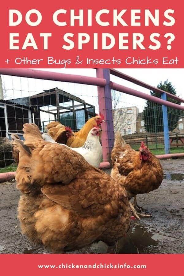 Do Chickens Eat Spiders