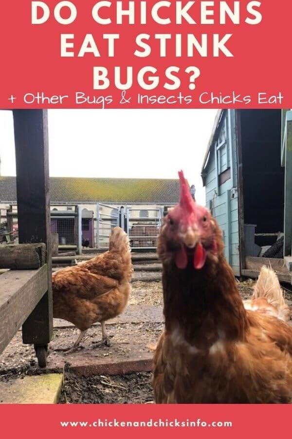 Do Chickens Eat Stink Bugs