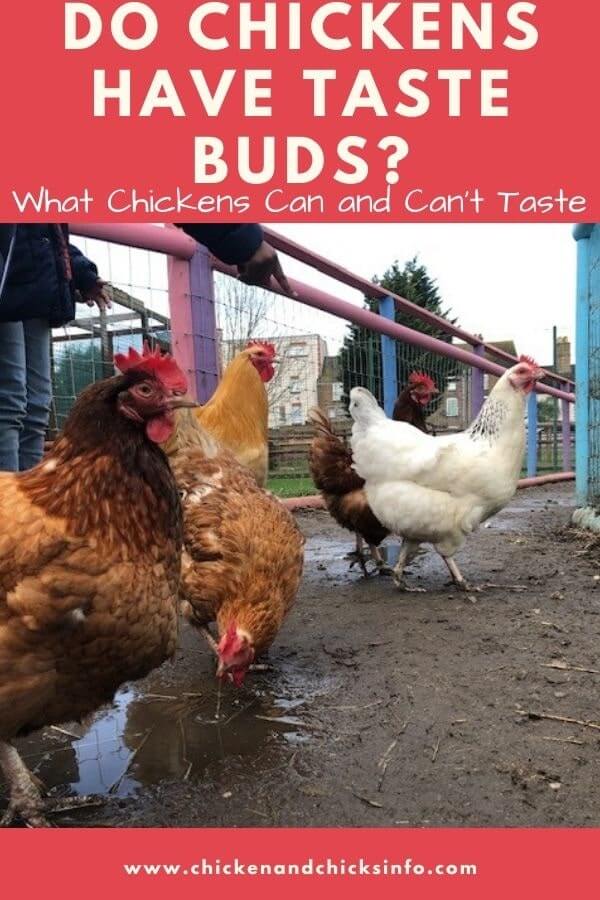 Do Chickens Have Taste Buds