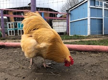 Do Chickens Have Tongues More Questions Chicken Chicks Info