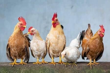 Do Chickens Repel Mosquitoes