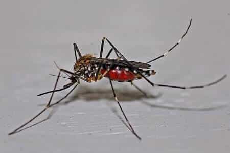 Do Mosquitoes Bite Chickens