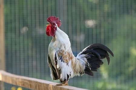 Do Roosters Sound Different Than Hens