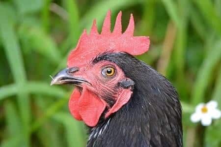 File a Complaint With the Authorities to Stop a Rooster Crowing