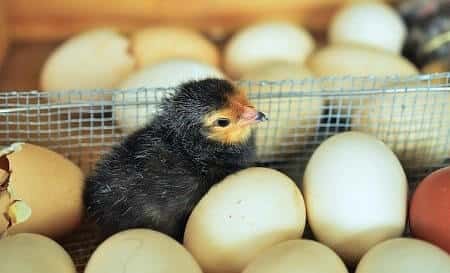 How Does a Chick Get out of the Egg