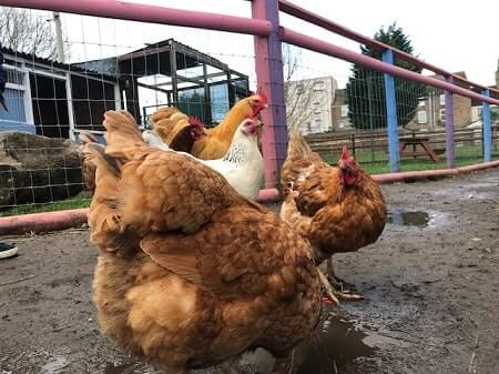 How Likely Are Your Chickens to Meet a Bobcat