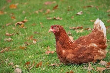 How Long Will a Broody Hen Sit on Infertile Eggs