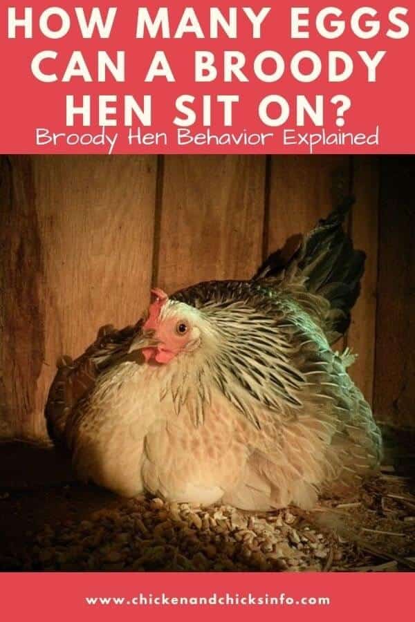 How Many Eggs Can a Broody Hen Sit On? - Chicken & Chicks Info