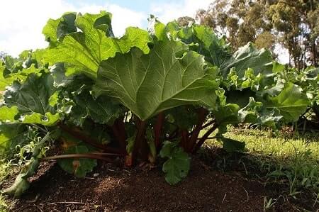 How to Feed Rhubarb to Your Chickens