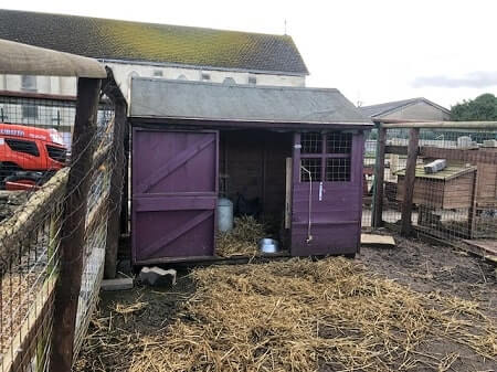 How to Protect Your Chickens From Bobcats