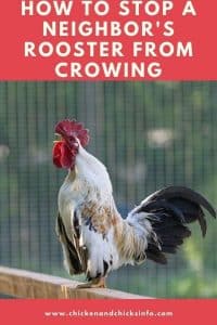 How To Stop A Neighbor's Rooster From Crowing - Chicken & Chicks Info