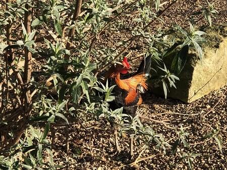 How to Train Chickens to Stay in Your Yard