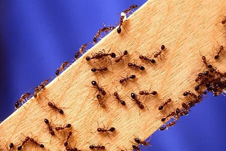 How to Use Diatomaceous Earth to Kill Fire Ants
