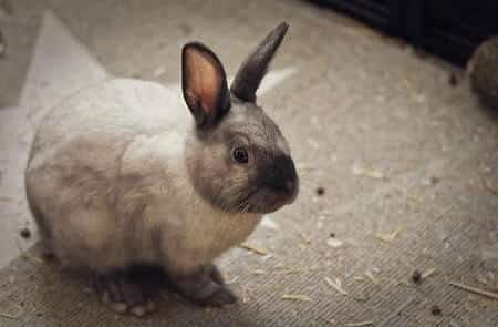 Neuter Male Rabbits So They Dont Mate Chickens