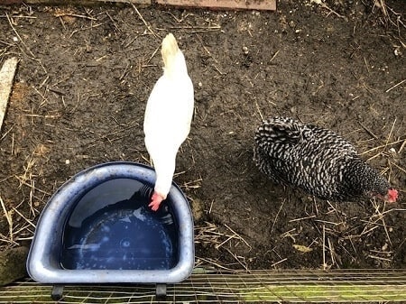 Protecting your chickens drinking water from flies