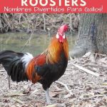 Rooster Names in Spanish