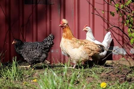 Some Interesting Facts About California Grey Chickens