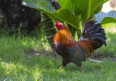 Spanish Names for Roosters