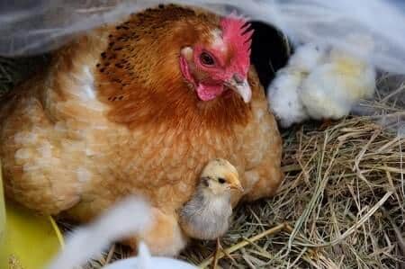 What Do Chickens Feed Their Chicks