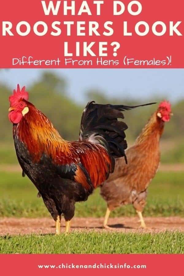 What Do Roosters Look Like How To Identify A Rooster Chicken 