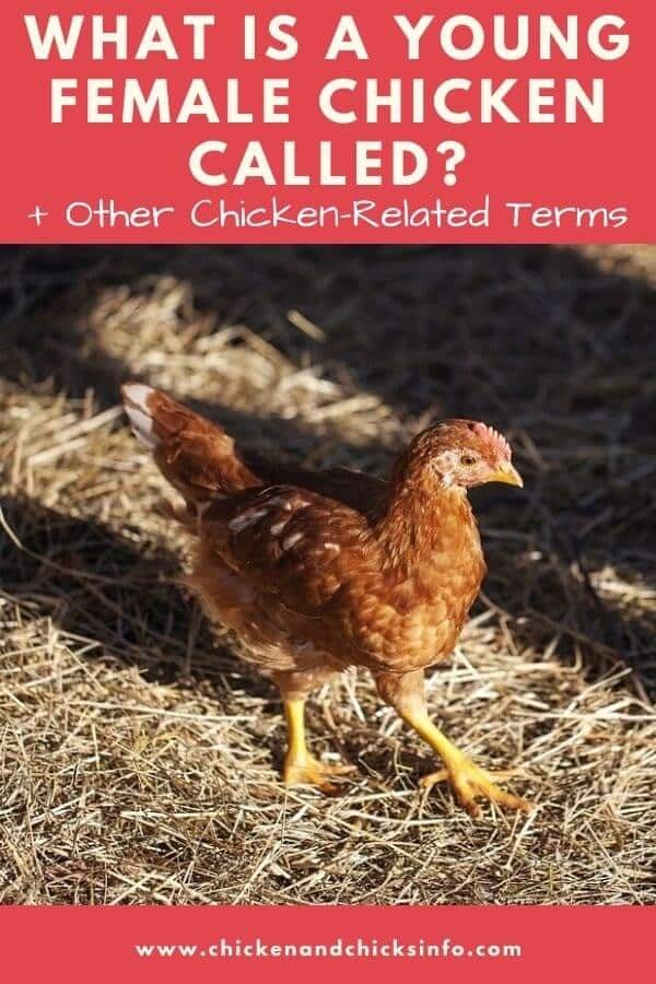 what-is-a-young-female-chicken-called-other-chook-terms-chicken