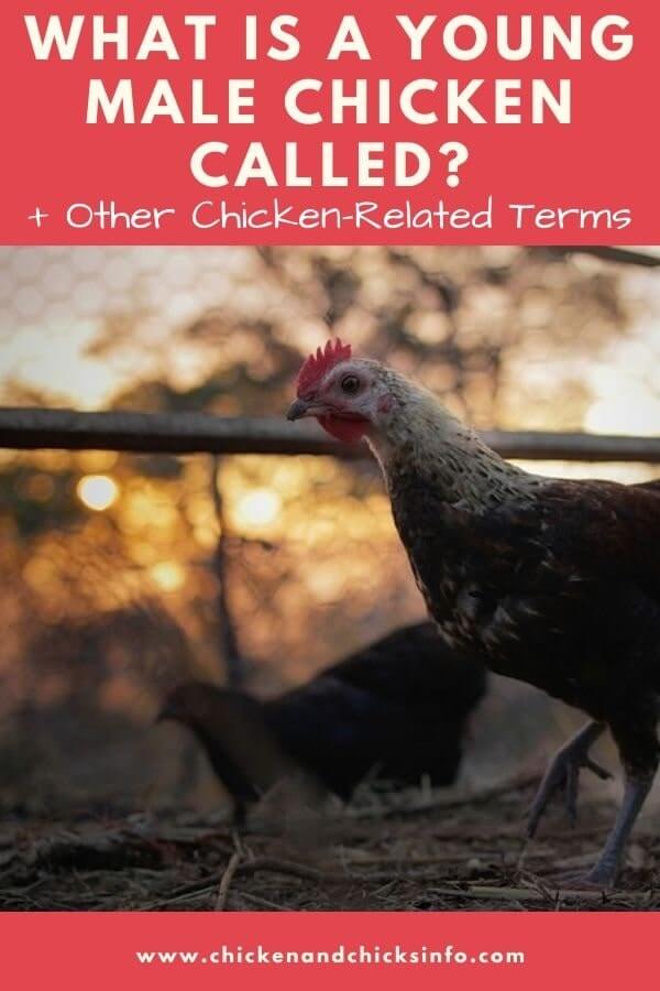 What Is A Young Male Chicken Called Other Chook Terms Chicken 