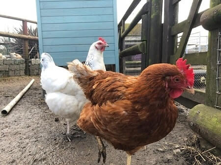 What Other Bugs and Insects Can Chickens Eat