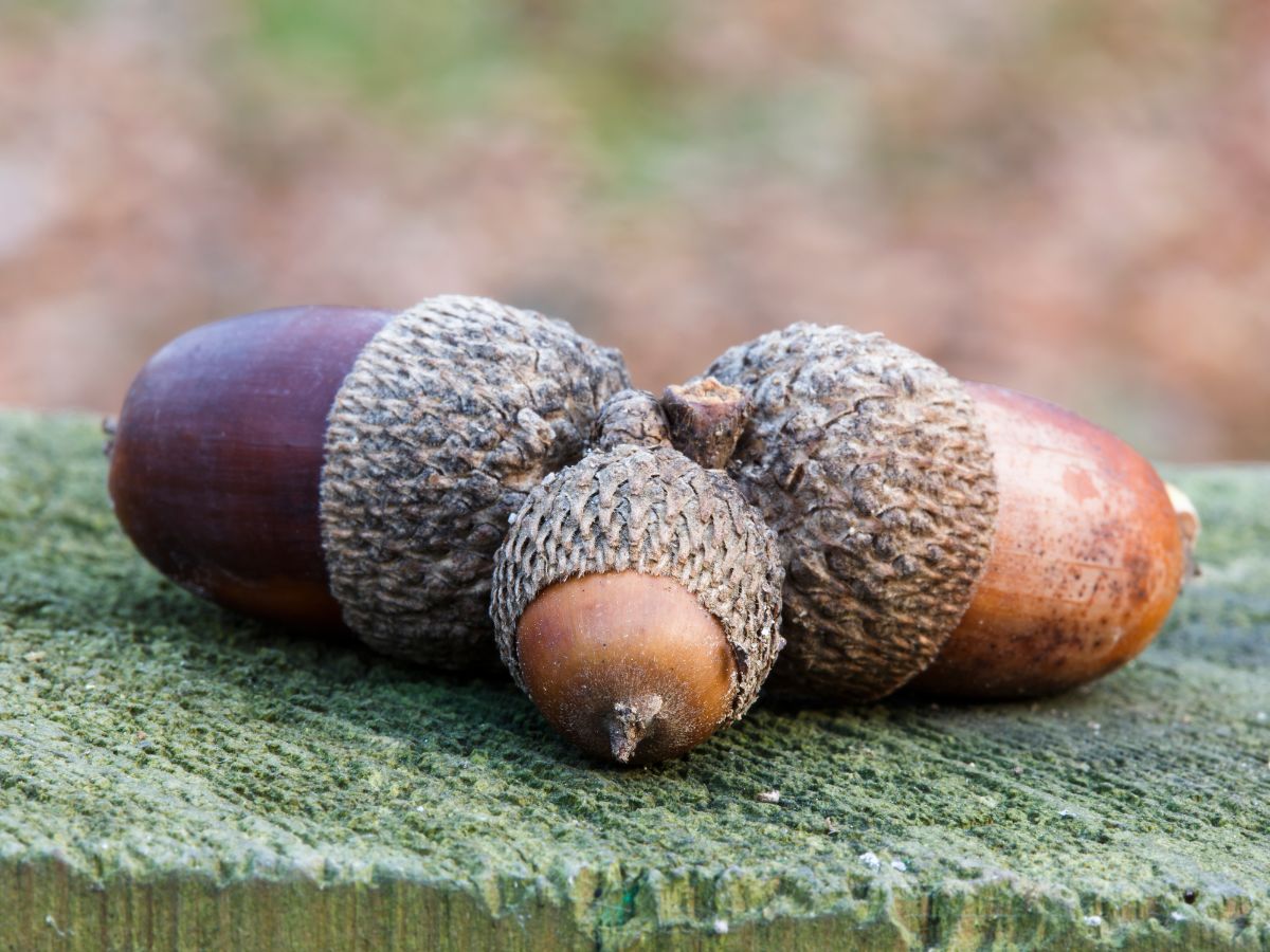 Three acorns on a wood.