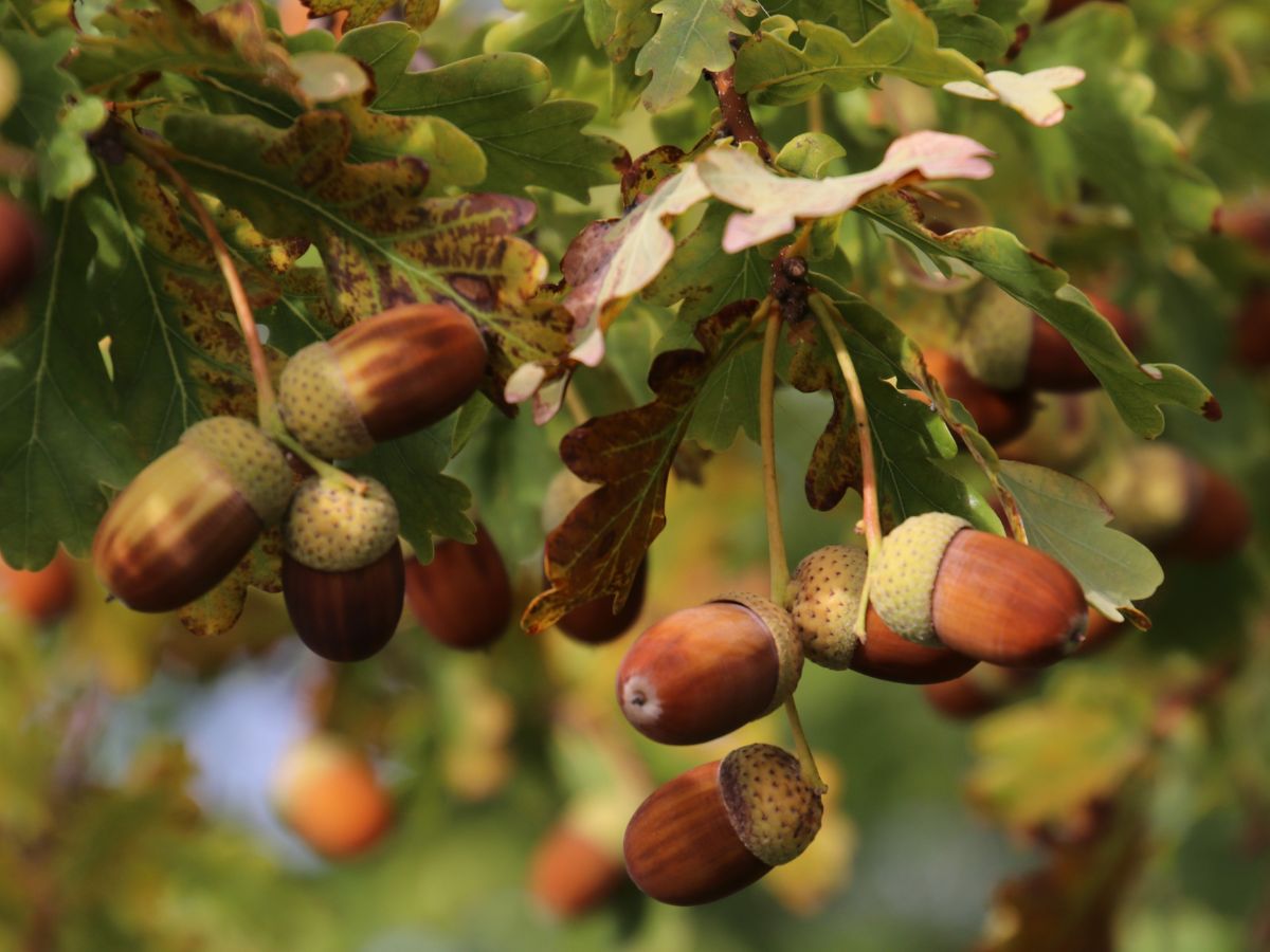 Bunch of acorns on a oak tree.